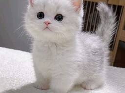 Love Munchkin Kitten