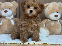 Lovely maltipoo puppies