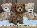 Lovely maltipoo puppies - photo 1