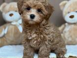 Lovely maltipoo puppies - photo 2