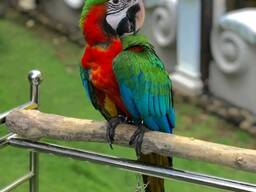 Macaw parrot