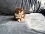 Male and female Pomeranian puppies for sale. - photo 1