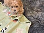Maltipoo puppies looking for their forever homes - photo 2