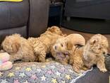 Maltipoo puppies looking for their forever homes - photo 3