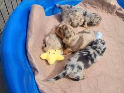 Mini dauchaund puppies