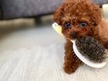 Miniature Toy Poodle puppies for sale - photo 1