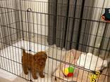 Miniature Toy Poodle puppies for sale - photo 3