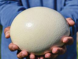 Ostrich chick's and eggs for sale
