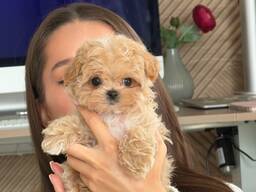 Our beautiful maltipoo F1 puppies are looking for a new home