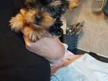 Our beautiful Yorkshire terriers puppies - photo 1
