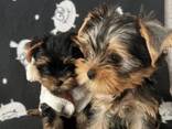 Our beautiful Yorkshire terriers puppies - photo 3