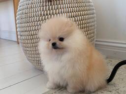 Spzit pomerians mini puppies for sale