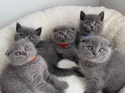 Outstanding British Shorthair kittens