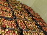 Polish apples (Gala, Cortland, Szampion, Jonagold, Golden Delicious, Alwa and others) - photo 3