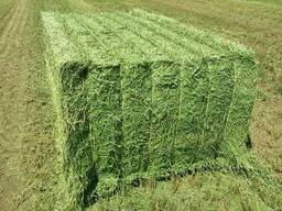 Quality alfalfa hay bales