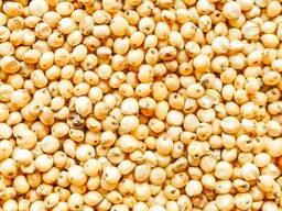 Sorghum