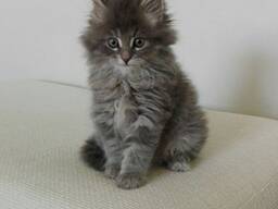 Sweet Mainecoon kitten