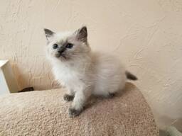 Sweet Ragdoll Kitten